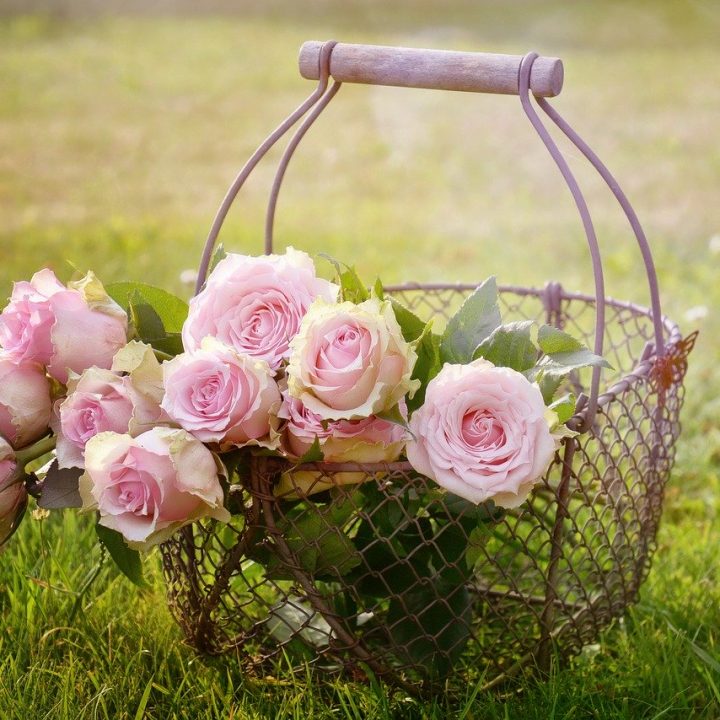 roses, blossom, bloom-1566792 roses, blossom, bloom